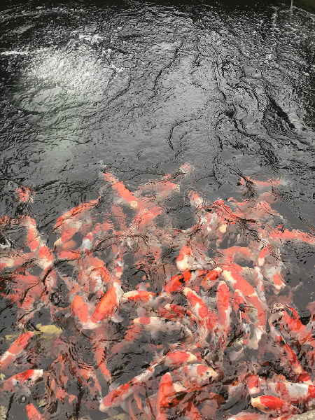 锦鲤与风水1.jpg